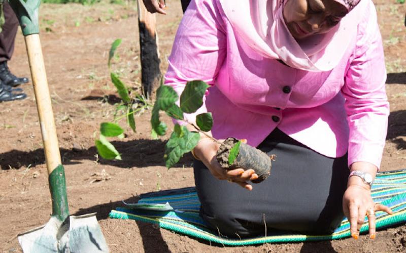Makamu wa Rais wa Jamhuri ya Muungano wa Tanzania Mhe. Samia Suluhu Hassan akipanda mti kwenye Msitu wa asili ulioasisiwa na Hayati Baba wa Taifa Mwalimu Julius Kambarage Nyerere kwenye kilele cha siku ya mazingira duniani ambapo kitaifa imeadhimishwa Butiama.