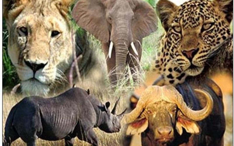 Waziri wa Mali asili na Utalii wa Tanzania Profesa Jumanne Maghembe amesema Tanzania imepanga kuanzisha Kitengo maalumu cha kukabiliana na uhalifu wa Wanyamapori ikiwa kwenye juhudi ya kuzidisha mapambano yake dhidi ya ujangili.