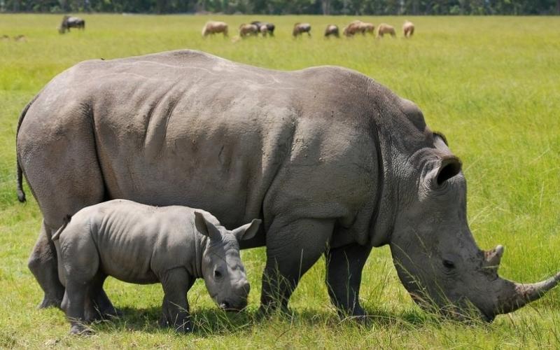 Kwa mujibu wa Profesa Maghembe kitengo hicho kitajumuisha wataalamu kutoka sehemu mbalimbali zikiwemo Mamlaka ya Wanyapori ya Tanzania, Mbuga za wanyama za Tanzania, huduma za misitu pamoja na taasisi za Hifadhi za ndani na nje.